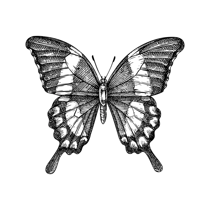 Tropical butterfly sketch. Hand drawn insect vector illustration. Exotic nature design element. NOT AI generated